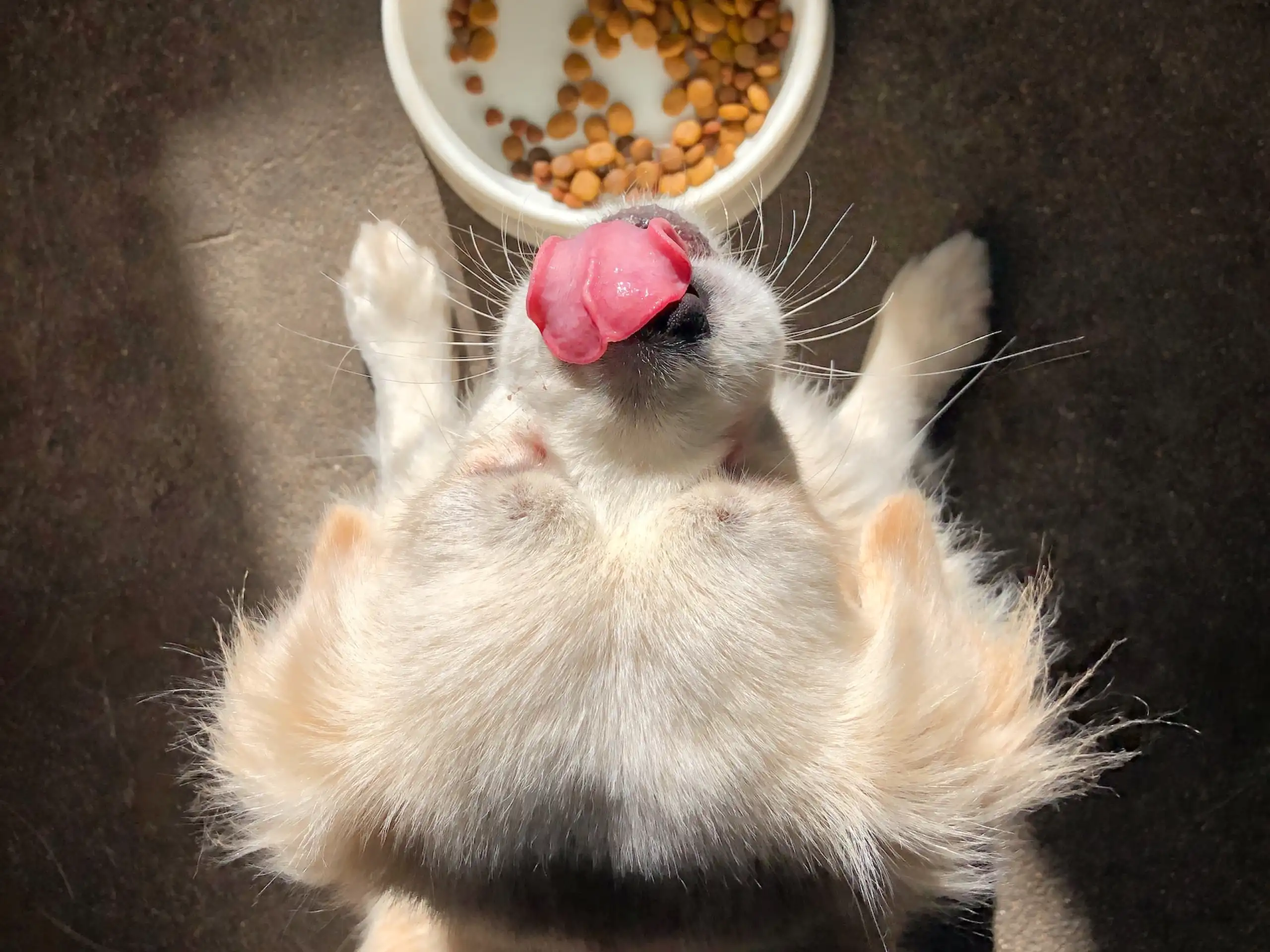 How Do You Reduce Stomach Acid In Dogs